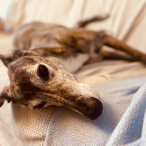 náhledový obrázek kurzu