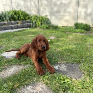 Přípravka pro štěňata