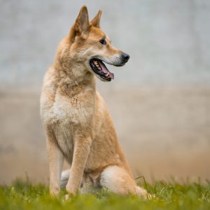 náhledový obrázek kurzu